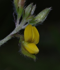 Crotalaria stipularia