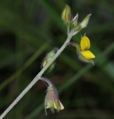 Crotalaria stipularia