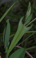 Crotalaria stipularia