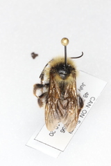 Bombus flavidus