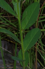 Crotalaria stipularia