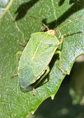 Sinopla perpunctatus