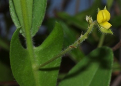 Crotalaria stipularia