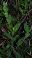 Crotalaria stipularia