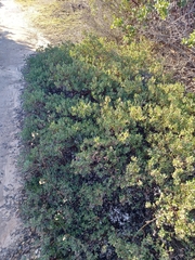 Arctostaphylos pumila