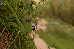 Muscari