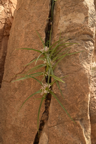 Image of Colchicum palaestinum by (c) Mitch Van Dyke, some rights reserved (CC BY)