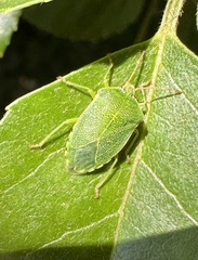 Sinopla perpunctatus