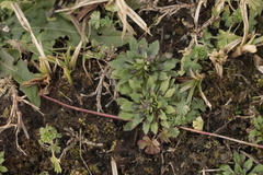 Draba verna
