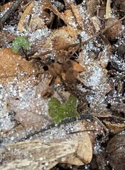 Monotropa uniflora