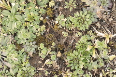 Draba verna