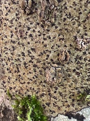 Arthoniomycetes