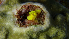 Siphonodictyon coralliphagum