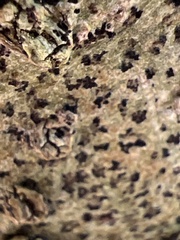 Arthoniomycetes