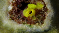 Siphonodictyon coralliphagum