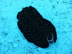 Thysanozoon nigropapillosum