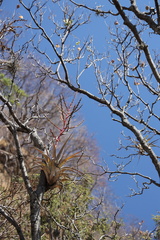 Tillandsia makoyana