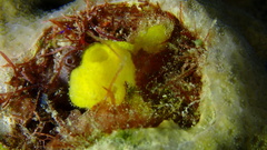 Siphonodictyon coralliphagum