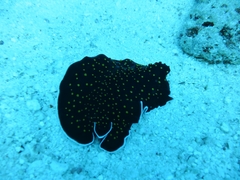 Thysanozoon nigropapillosum