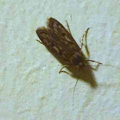 Hofmannophila pseudospretella