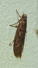 Hofmannophila pseudospretella