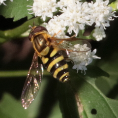 Syrphus knabi
