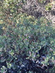 Arctostaphylos pumila