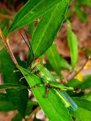 Zoniopoda tarsata