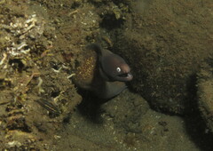 Gymnothorax thyrsoideus