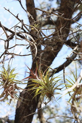 Tillandsia capitata