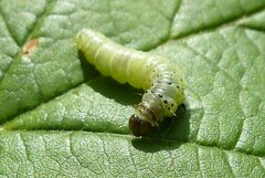 Tortrix viridana