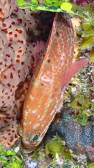 Cephalopholis cruentata