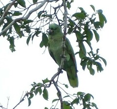 Amazona ochrocephala