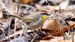 Basileuterus rufifrons