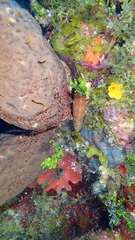 Cephalopholis cruentata