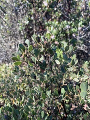 Arctostaphylos pumila