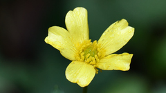 Ranunculus sierrae-orientalis