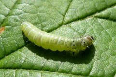 Tortrix viridana
