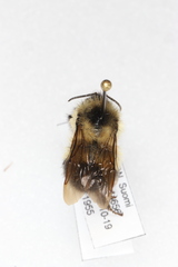 Bombus sandersoni