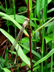 Argia joergenseni