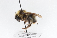 Bombus flavidus