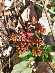 Sedum cespitosum