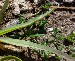 Angiospermae