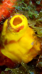 Siphonodictyon coralliphagum