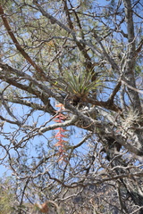 Tillandsia prodigiosa