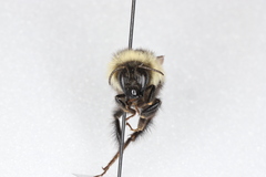 Bombus sandersoni