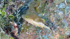 Canthigaster rostrata