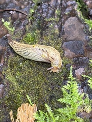 Prophysaon foliolatum