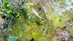 Canthigaster rostrata