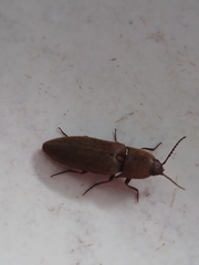 Elaterini